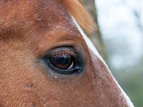 Horse eye