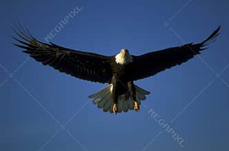 Bald eagle in flight