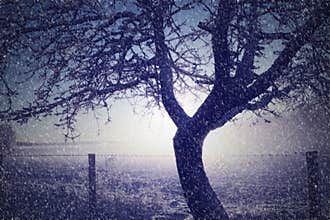 Tree in the snow