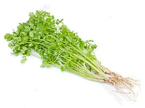 Coriander