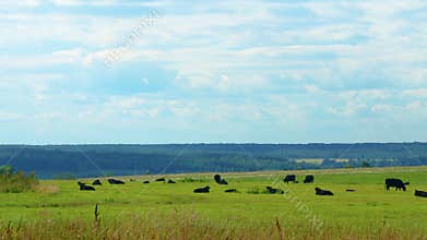 Black Angus Cattle Cows Grazing On Farmland. Cows Grazing On A Green Summer Meadow.