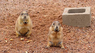 Prairie Dogs Snack Time