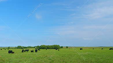 Agricultural industry. Black cow eats grass on a farm field. Cattle in pasture.