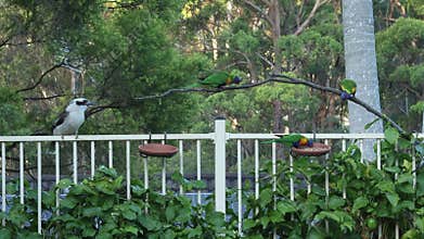 Rainbow lorikeets aggressively defending seeds that Kookaburras don\'t really eat anyway