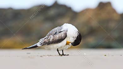 Greater crested tern (Thalasseus bergii) medium sized bird, animal sitting on the sandy beach by the sea