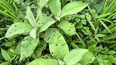 Blumea balsamifera (Sembung). This plants are commonly used to treat colds