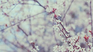 Blossom Plum Tree. Blossoming Branches Of Cherry Plum. Light Shining Through Leaves.