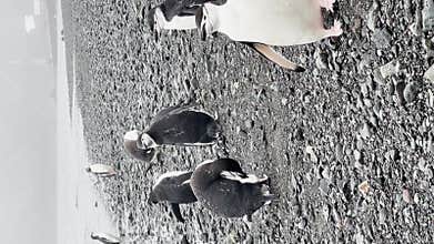 penguins on the stone coast of the Antarctic peninsula at cloudy weather, polar stations of different countries in the