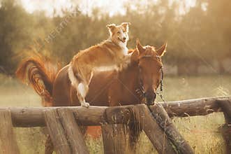 Red border collie dog and horse