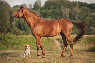 Red border collie dog and horse