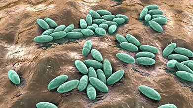 Brucella bacteria, 3D animation. Gram-negative bacteria that cause brucellosis