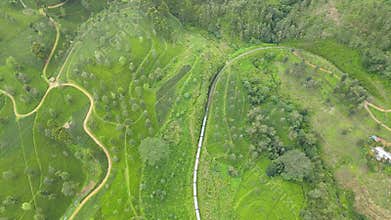 train runs through the beautiful scenic tea hills