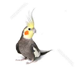 Grey Curious Cockatiel