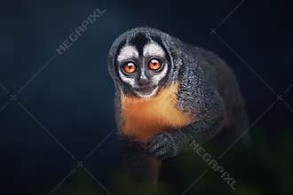 Three-striped Night Monkey or Northern Night Monkey