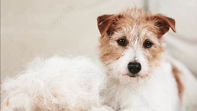 Cute shadding dog with her hair on the coach, cleaning per fur