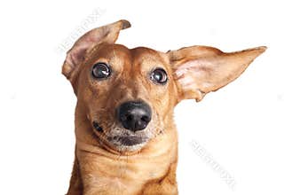 Crazy portrait of brown dachshund dog isolated on white