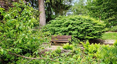 Empty park bench surrounded by greenery
