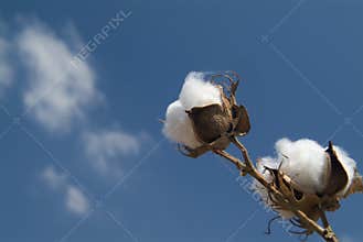 Cotton branch