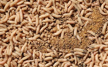 Maggot background