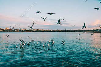 sea eagle over black sea