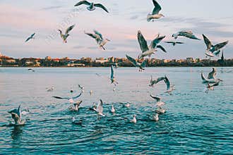 sea eagle over black sea