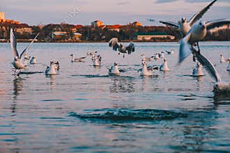 sea eagle over black sea