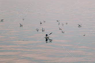 sea eagle over black sea