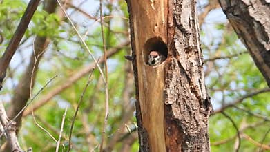 Sparrow builds nests in tree holes