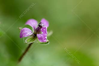 Erodium cicutarium (L.) L'Hér.,Bürökgemorr. It was made in May after 5 p.m. in Szirák.