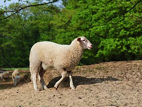 A lamb in spring. In the background sheep graze in a nature reserve.