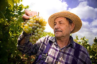 Vintner examining grapes