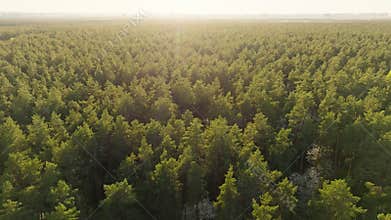 Sunny flower spring blooming wild forest sky nature summer