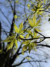 in spring, the young leaves on the tree grew