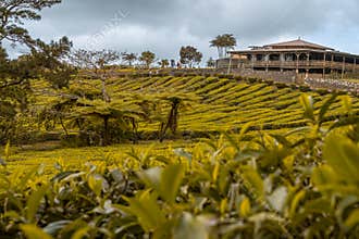 Tea plantation of Bois Cherie on Mauritius island