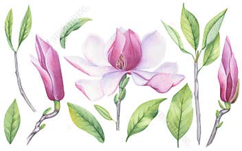 Watercolor set of magnolia flower, leaves and buds. A blooming flower