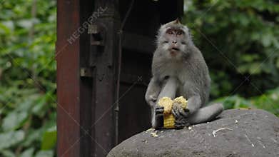 A monkey sits on a rock eating corn in the Bali Monkey Forest. The scene captures the monkey&#x27;s natural behavior in