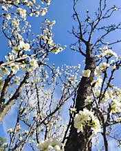 Snowy white Flowers on a tree branch with petals falling gracefully to the ground