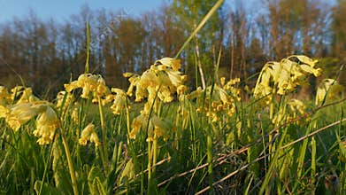 Spring Primrose Herb Flowers Primula Veris Blooming In Green Meadow. Cowslip Spring Bloom. Herbaceous Herba. Windy Day