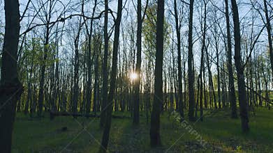 Oak With Green Foliage In Spring Season. Oak Tree With Green Leaves In Forest. Grove Of Oaks With Young Spring Green