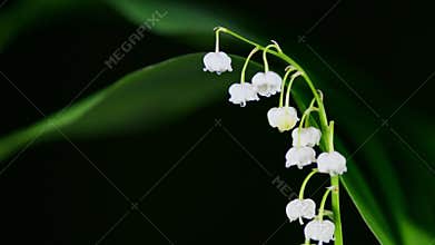 White spring lilly of the valley flower with drop of water on stigma. Convallaria majalis. Rack focus.