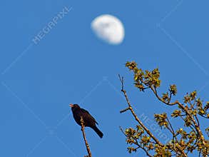 Male Eurasian blackbird elevated on oak tree twig singing loudly by blue sky and shining moon in spring