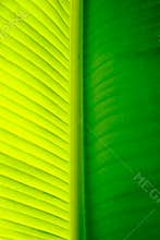 Close-up of a banana palm tree leaf