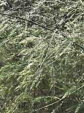 Wispy Green Generic Vegetation in Morgan County Alabama USA