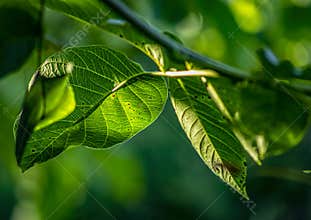 Juglans regia L. Common walnut leaves, in autumn in the late afternoon hours, they were made on Sírák