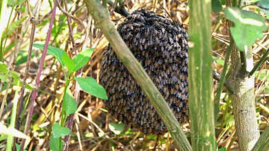The movement in a beehive.