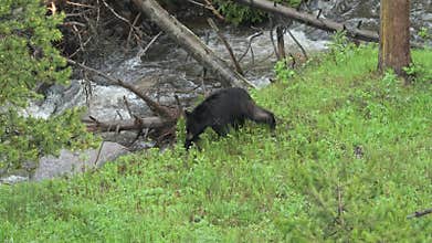 Black Bear at Tower Falls