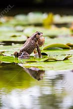 Frog in isolated blur background