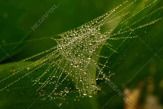 Water droplet on spider web in closed up