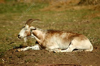 Goat resting