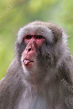 Cute Japanese monkey (Macaca Fuscata)